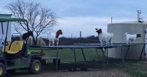 VIDEO: Koze na trambolini kao u raju