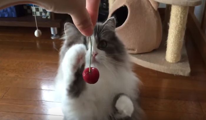 VIDEO: Mačka pokušava da dohvati višnju