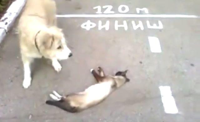 VIDEO: Mačka se pravi mrtva pred psom