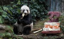 (VIDEO) NEODOLJIVI MOMENTI: 10 najlepših trenutaka u životima džinovskih pandi
