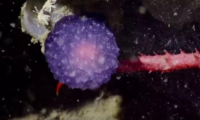 VIDEO: Na dnu okeana pronađeno misteriozno biće