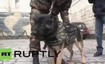 (VIDEO) OKLOP GLAVU ČUVA: Rusi predstavili novi pancir za policijske pse
