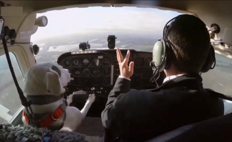(VIDEO) Pilot sa četiri noge: Evo kako izgleda kada pas upravlja avionom