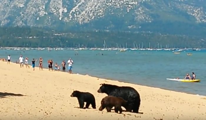 VIDEO: Porodica medveda uživala na plaži