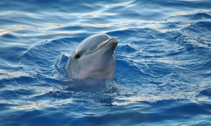 VIDEO: Razigrani delfin posetio Neumski zaliv