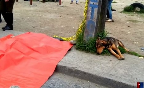 (VIDEO) SLOMIĆE VAM SRCE: Pas nije hteo da napusti pregaženog mladića