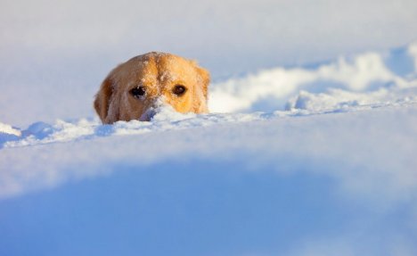 (VIDEO) SNEŽNE VRAGOLIJE: Ove životinje obožavaju da se igraju u snegu