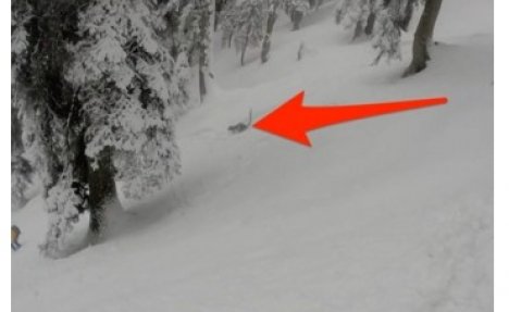 (VIDEO) STRAH ŽIVOTA: Kamuflirani leopard isprepadao skijaše na smrt! Susret od koga staje srce!
