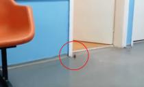 (VIDEO) TRUDNICE U ŠOKU: Miš u ginekološkoj ordinaiciji u Nišu
