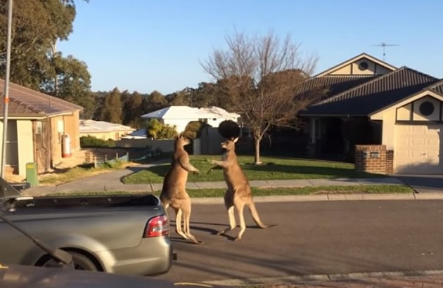 (VIDEO) U DALEKOJ AUSTRALIJI Draga kenguri se tuku ispred kuce. Jedan sasvim obican dan