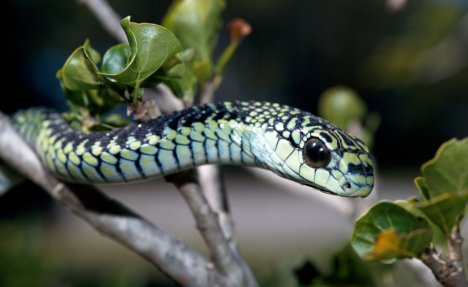 (VIDEO) Koga ujede ova zmija umire u mukama! Najodvratnije mučenje može da potraje i 5 dana! 