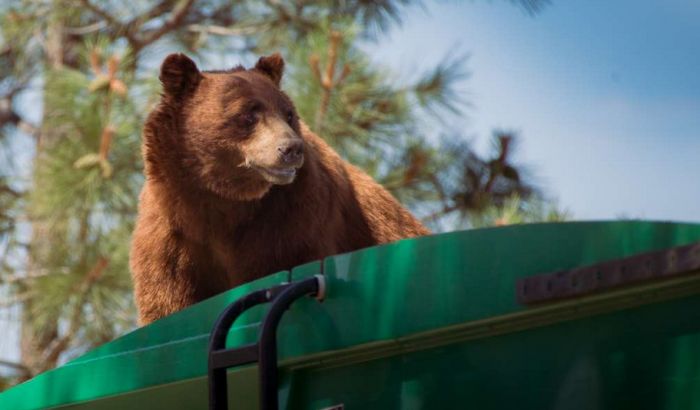 VIDEO: Vozio medveda na kamionu osam kilometara