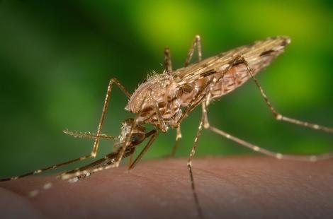VIRUS U SAD Prva žrtva zike u Americi