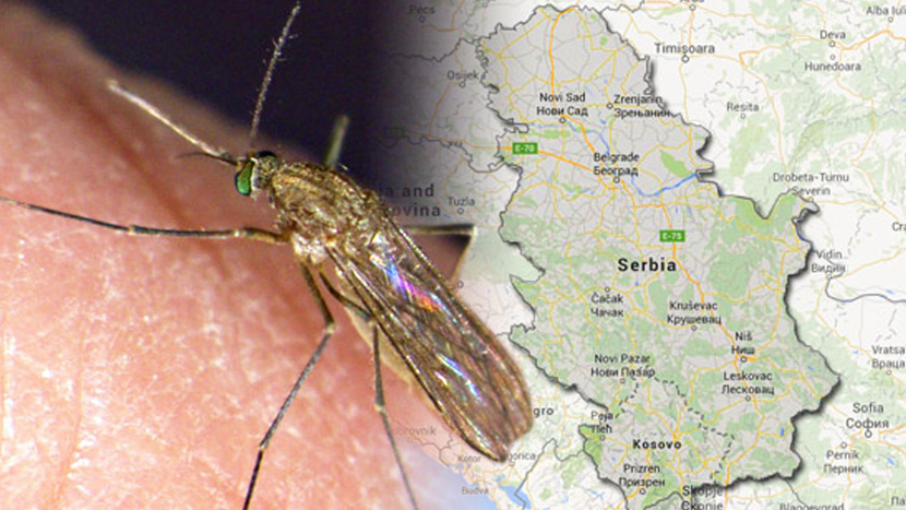 VIRUS ZAPADNOG NILA SE ŠIRI SRBIJOM: Zaraženi komarci pronađeni i u Vojvodini, ljudi oboleli u Pančevu i Loznici!