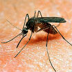 Večeras zaprašivanje komaraca na pet opština