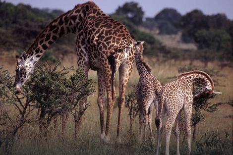 Većina misli da žirafe imaju duge vratove da bi dohvatile drveće. POGREŠNO!