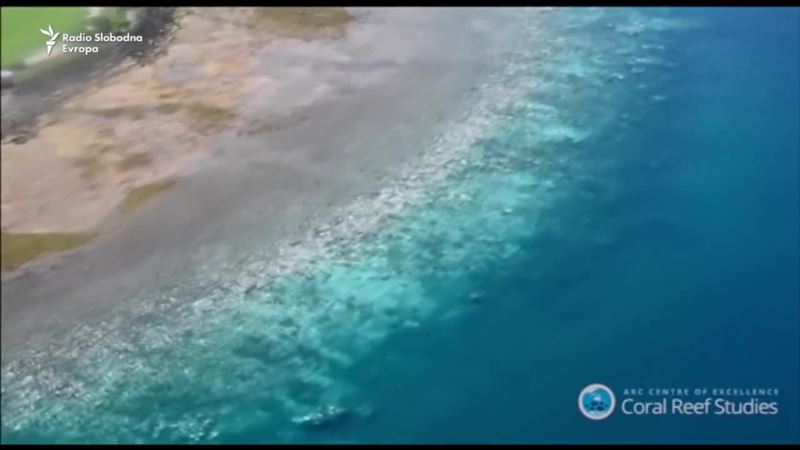 Veliki koraljni greben trpi najgore zabilježeno izbjeljivanje