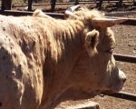 Virus kvrgava koža kod goveda, ne prenosi se na ljude