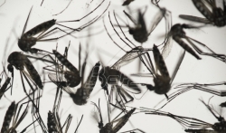 Virus zika se eksplozivno širi