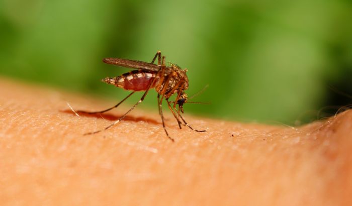 Više od 51.000 slučajeva zaraze zika virusom u Kolumbiji
