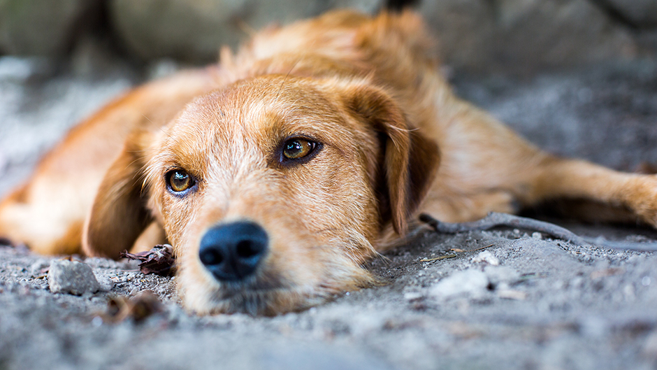 Vranje ograničava iznos naknade zbog ujeda pasa