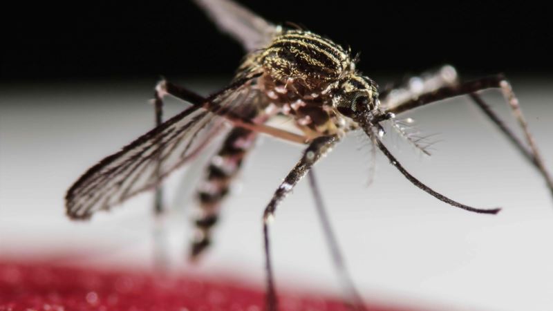 WHO: Virus zika bi se mogao proširiti i na jug Evrope