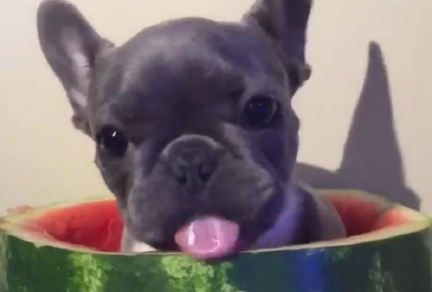 ZA DOBRO JUTRO: Kuče jede lubenicu dok sedi u lubenici. A onda se dešava nešto NEPREDVIDIVO (VIDEO)