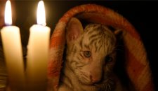 ŽRTVA NESTAŠICA STRUJE Mladunče belog tigra uginulo od hladnoće na Krimu