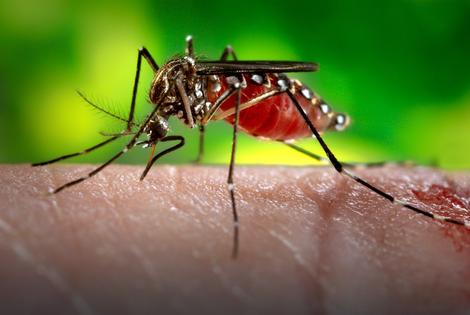 ZSO: Komarci nisu preneli zika virus u Srbiju