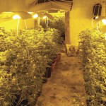 Zaječar: Otkrivena nemontirana laboratorija za proizvodnju marihuane