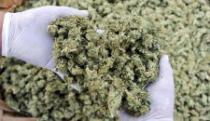 Zaplenjeno 4,5 kilograma marihuane, uhapšen diler