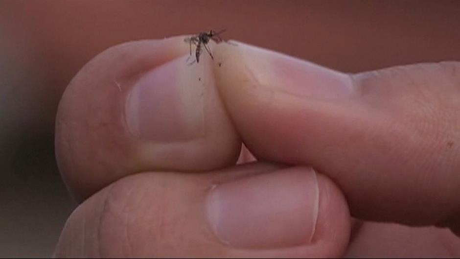 Zaprašivanje komaraca u Beogradu zbog Virusa zapadnog Nila