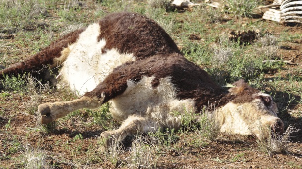 Zaraza hara: Ubijena obolela goveda na jugu Srbije