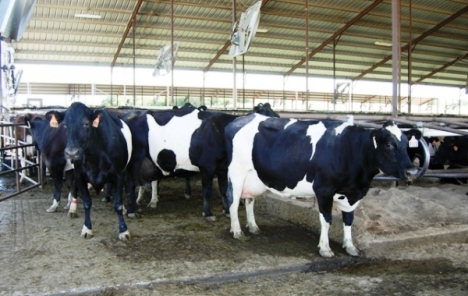 Zbog previše mlijeka i pada cijena ugrožena petina njemačkih farmi