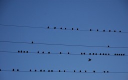 
					Zbog ptica u Nišu struja nestaje u Leskovcu 
					
									