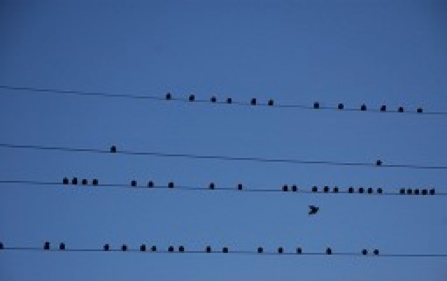 Zbog ptica u Nišu struja nestaje u Leskovcu