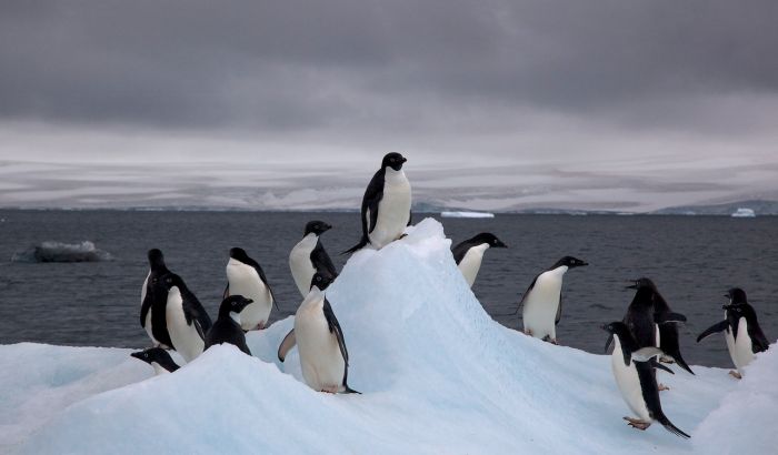 Zbog sante leda uginulo 150.000 pingvina