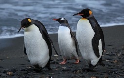 
					Zbog sante leda veličine Rima uginulo 150.000 pingvina 
					
									