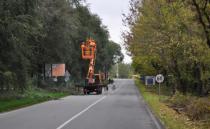 Zelenilo počelo orezivanje stabala u Petrovaradinu