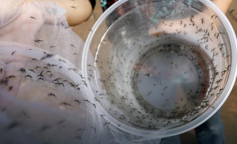 Zika virus preživeo 93 dana u spermi
