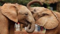 Zimbabve: 14 slonova otrovano cijanidom