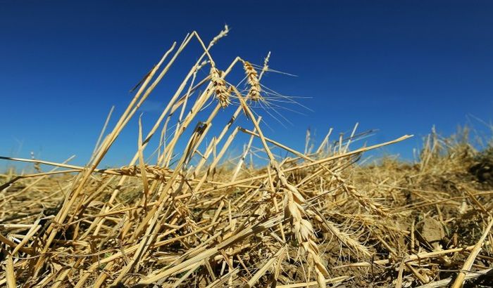 Zrenjanin: Prekinuta žetva pšenice