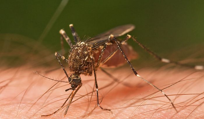 Zrenjanin: Suzbijanje komaraca nema efekta