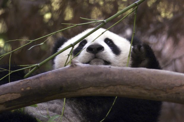 Обнова „панда“ дипломатије, Кина планира да пошаље у Сан Дијего две панде