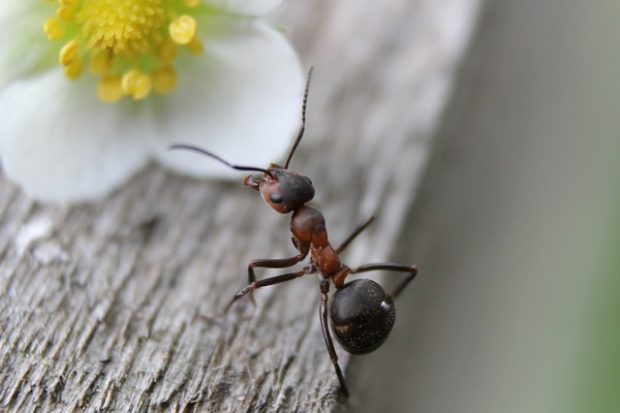 Како се отарасити мрава?