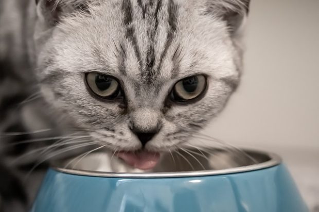 Да ли је храна за мачке безбедна за псе? Све што треба да знате о крађи из мачје чиније