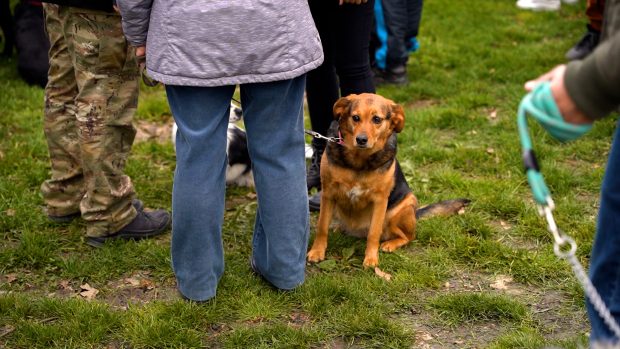 Пријавите свог љубимца девета по реду изложба паса мешанаца у Лиманском парку и прихватилишту- ово су услови такмичења (ФОТО)