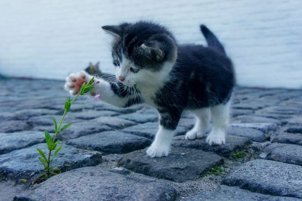 Зашто мачке грицкају собне биљке?