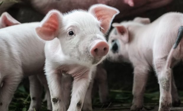 Нова еколошка правила и за фарме свиња и живине