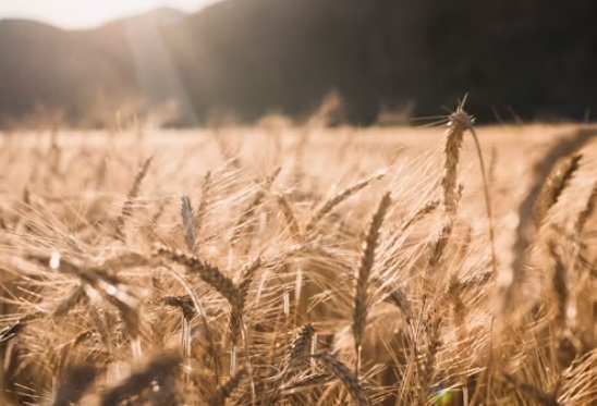 Украјинско жито уништава европску пољопривреду